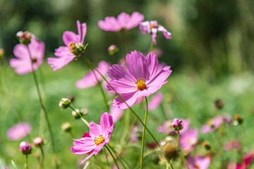 Fototapeta premium Purple daisies in the mountains of Tajikistan.