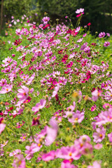 Purple daisies in the mountains of Tajikistan.