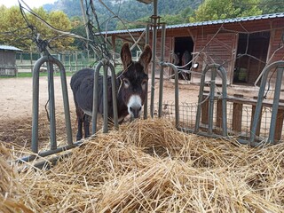 donkey in the farm