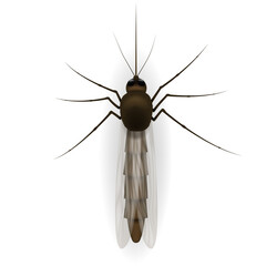 Realistic illustration of a mosquito. Insect. Realistic mosquito. Design of graphic source for healthcare of fever that mosquito is transmitter