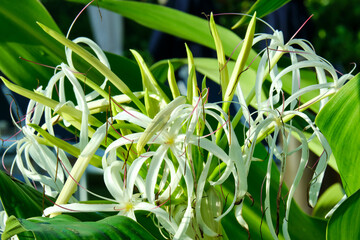Obraz premium Swamp lily in the Florida morning sunlight