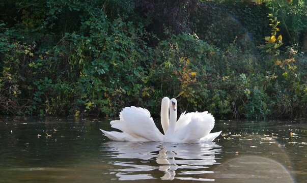 Schw&auml;ne turteln auf dem Wasser