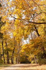 a road in an autumn park among tall trees with yellow foliage