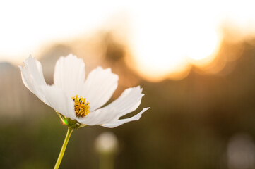 a white cosmea flower on a sunset background with a place for text