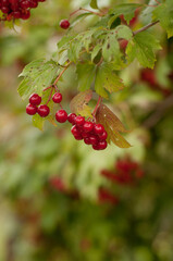 red viburnum fruits with green leaves on a blurred background in a vertical format