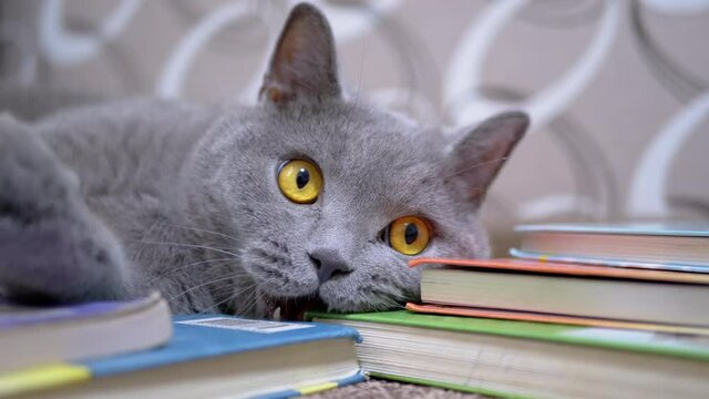 Gray British Home Cat with Open Eyes, Mouth, Teeth, Chews, Bites Scattered Books. Funny pet lies on textbooks, frozen in time, looking at camera. The scary expression on the face of a zombie cat. 4K.