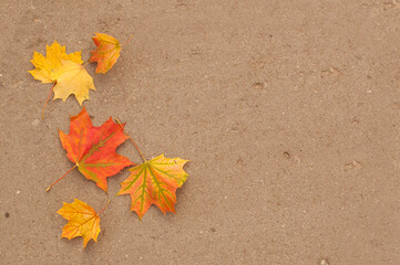 Maple fallen leaves of red and yellow colors on the asphalt with a place for text
