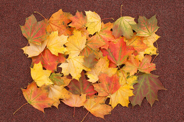 Naklejka na ściany i meble Red and yellow maple leaves as a solid background on a rubber coating in the form of a frame with a place for text