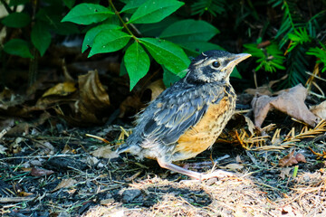 Baby robin on the ground