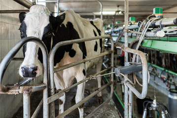 Dairy cow standing in a milking machine at a dairy farm. Dairy farm livestock industry.