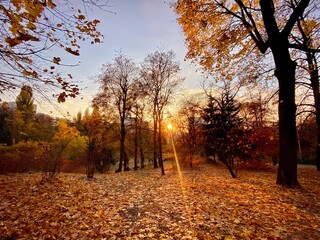 Fototapeta premium autumn trees in the park. autumn in the forest. autumn in the park. 
