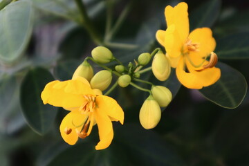 yellow orchid flower