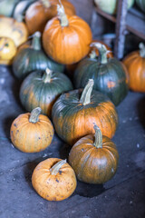 Colorful images of pumpkins for halloween