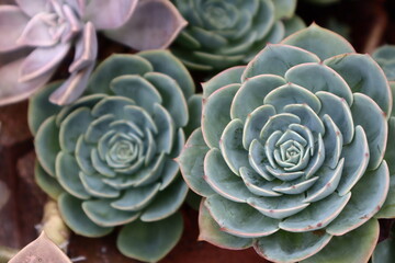 close up of plant