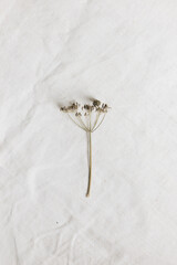 Dried flower on light background