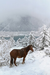 Obraz premium A wild horse stands near the lake among the mountains on a foggy winter day.