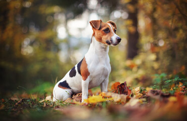 Small Jack Russell terrier sitting on forest path with yellow orange leaves in autumn, blurred...