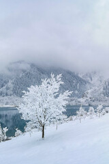 White tree covered with snow and frost on the background of a mountain lake in the fog
