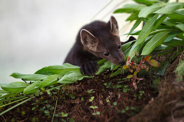 American Pine Marten (Martes americana) Peers Over Edge of Leaves Summer