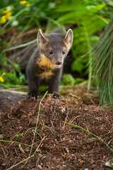 American Pine Marten (Martes americana) Looks Out Ears Up Summer