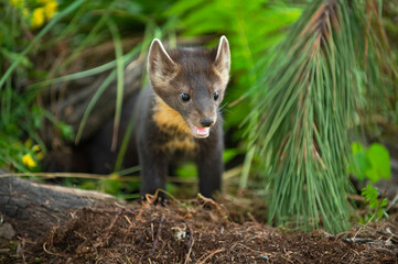 American Pine Marten (Martes americana) Pops Head Out from Burrow Summer