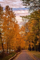 Walkway Through A Treelined Autumn Park