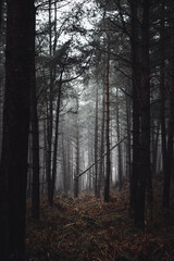 fog in the forest