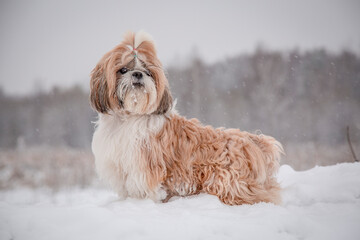 shih tzu dog in winter in the snow in the park
