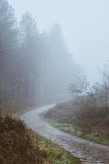 Fototapeta na wymiar Foggy walk in the forest