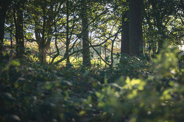 morning in the forest