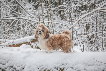 shih tzu dog in winter in the snow in the forest