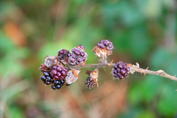blackberry bush with berries