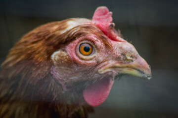 portrait of a chicken