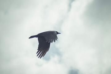 crow in flight