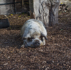 pig sleeping on the ground