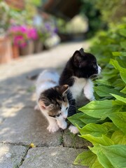 cat in the garden