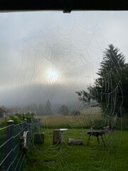 spider web in the morning