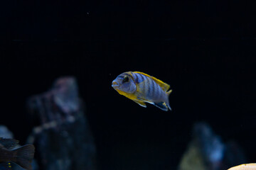 Cichlid fish swimming in colorful community aquarium, rocks, sand, plants, live aquarium