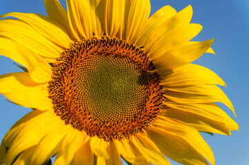 Obraz premium Sunflower Close Up Against Blue Sky