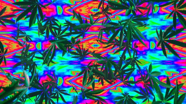 Falling down cannabis leaves on the colourful background.  Weed, grass, ganja.