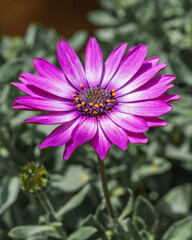 Beautiful purple daisy flower blooming close up  in a garden