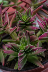 Fototapeta premium Beautiful red succulent close up background pattern