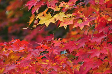 Beautiful autumn landscape with yellow trees . Colorful foliage in the park. Season of beautiful autumn leaves.