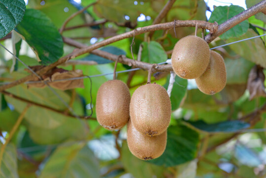 Fruits of kiwi, on the tree