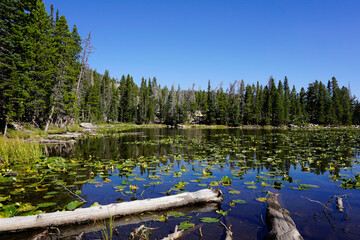 View of Nymph Lake in Rocky Mountain National Park