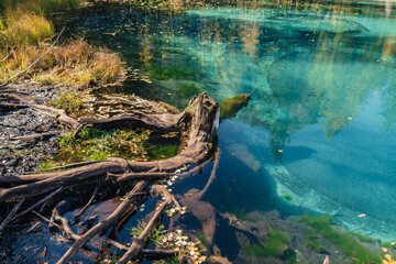 Colorful autumn landscape with tree stump in clear water of turquoise lake with reflection of yellow trees in sunshine. Mountain lake in golden autumn colors. Unusual transparent lake in fall time.