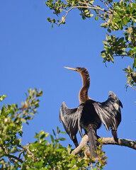 Anahinga perched high up on a tree dries its wings in the sun.