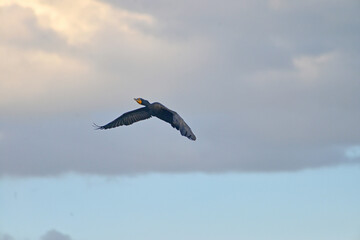 A Cormorant in flight.