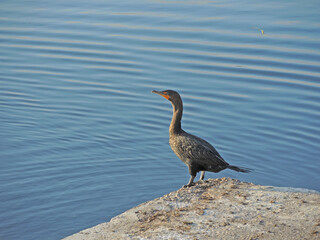 A cormorant sits near the water between dives for fish.