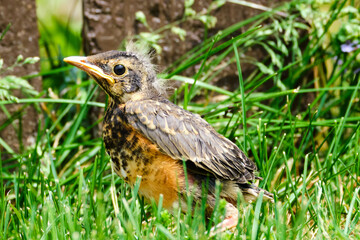 Baby robin bird on ground